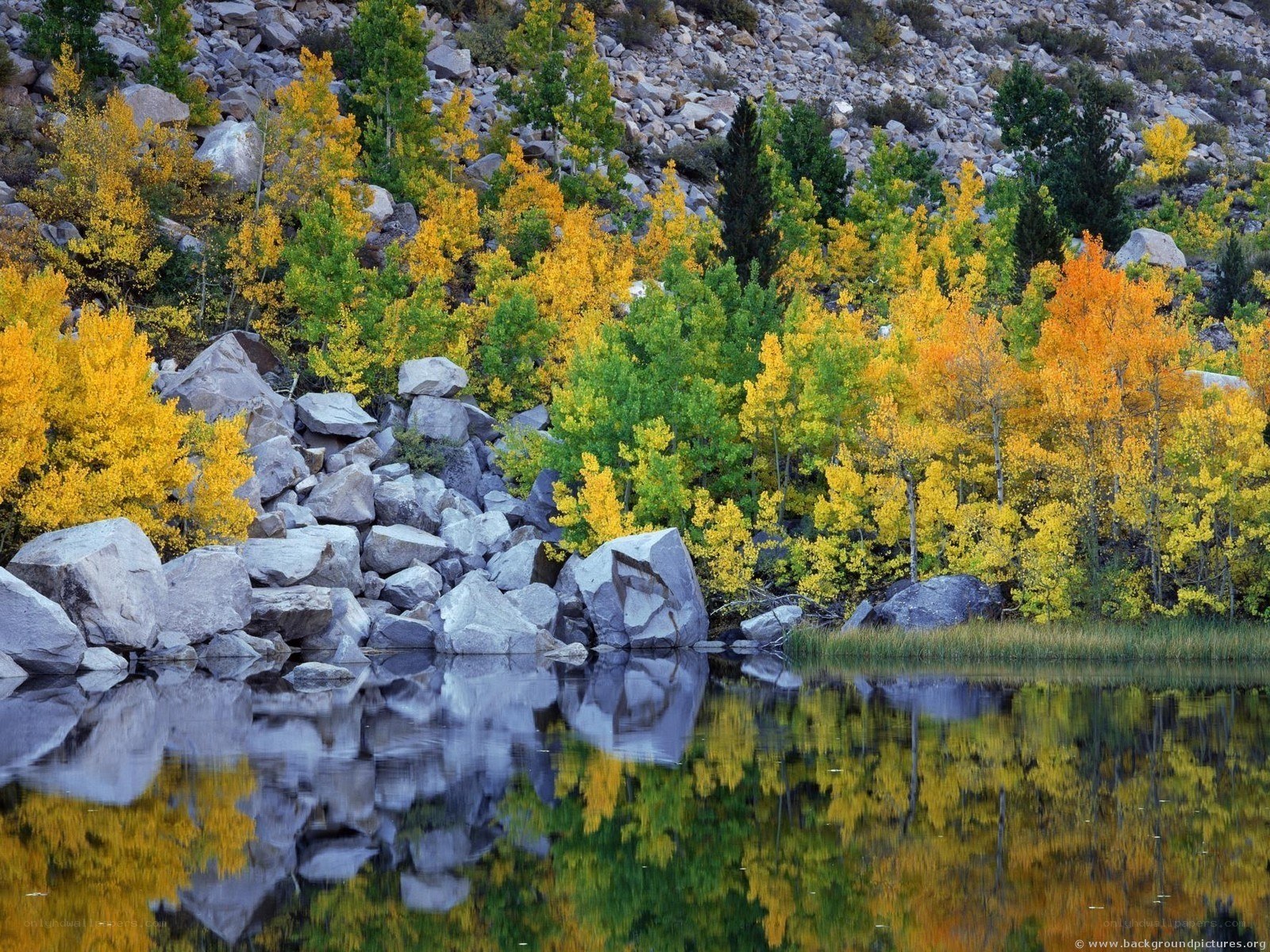 Autumn trees reflected in a lake