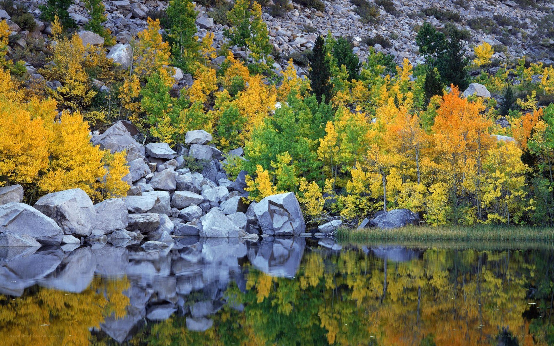 Autumn trees reflected in a lake