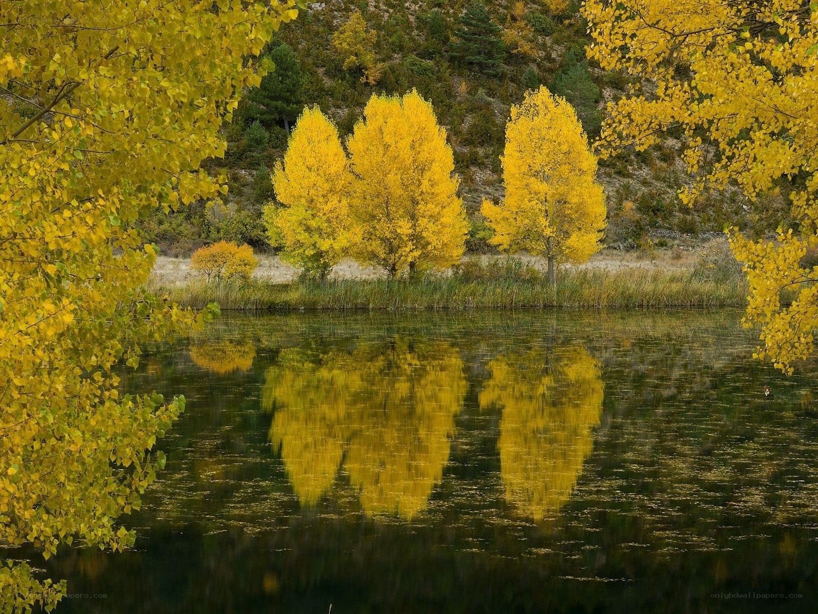 Autumn trees reflected in a lake