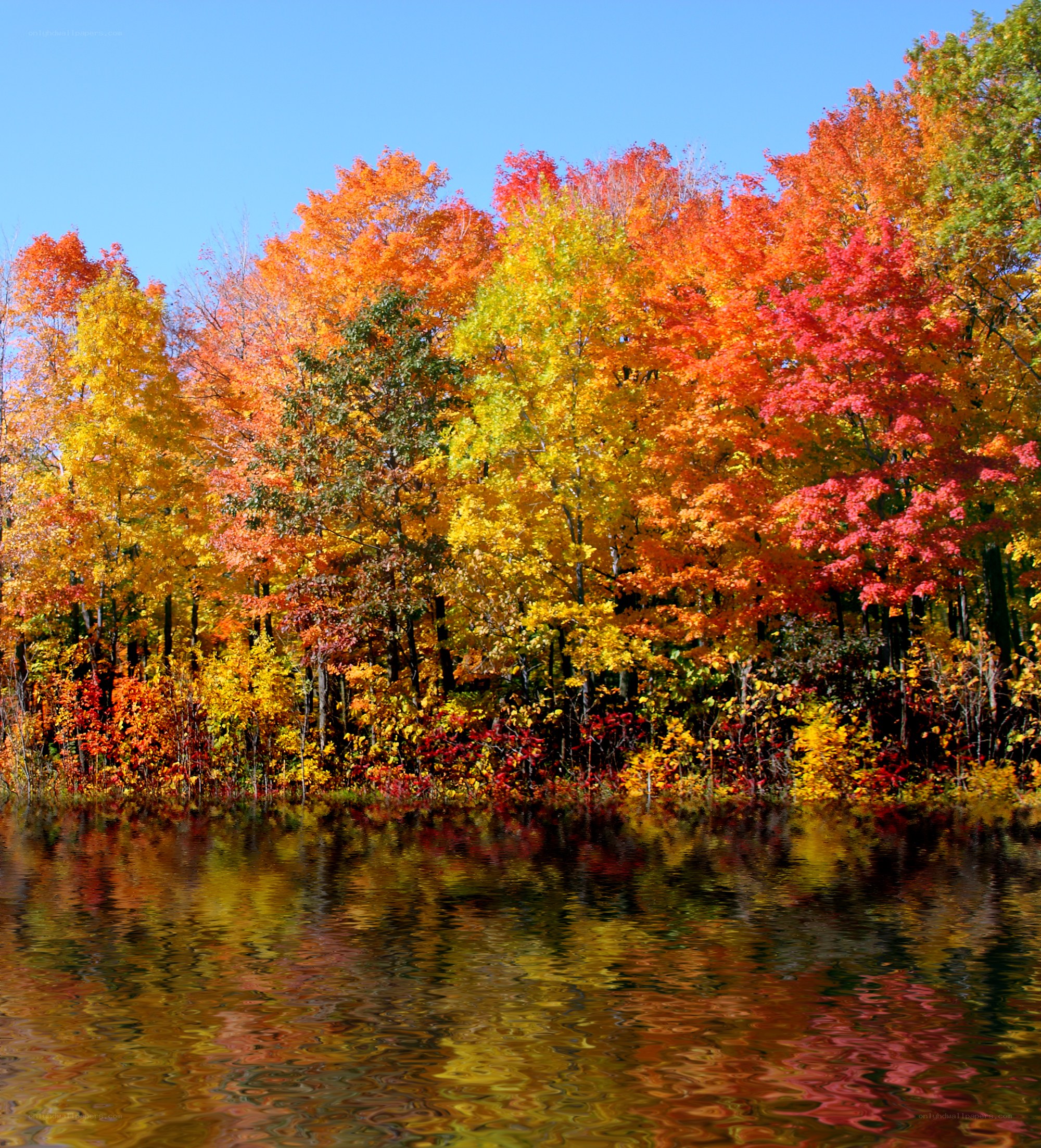 Autumn trees reflected in a lake