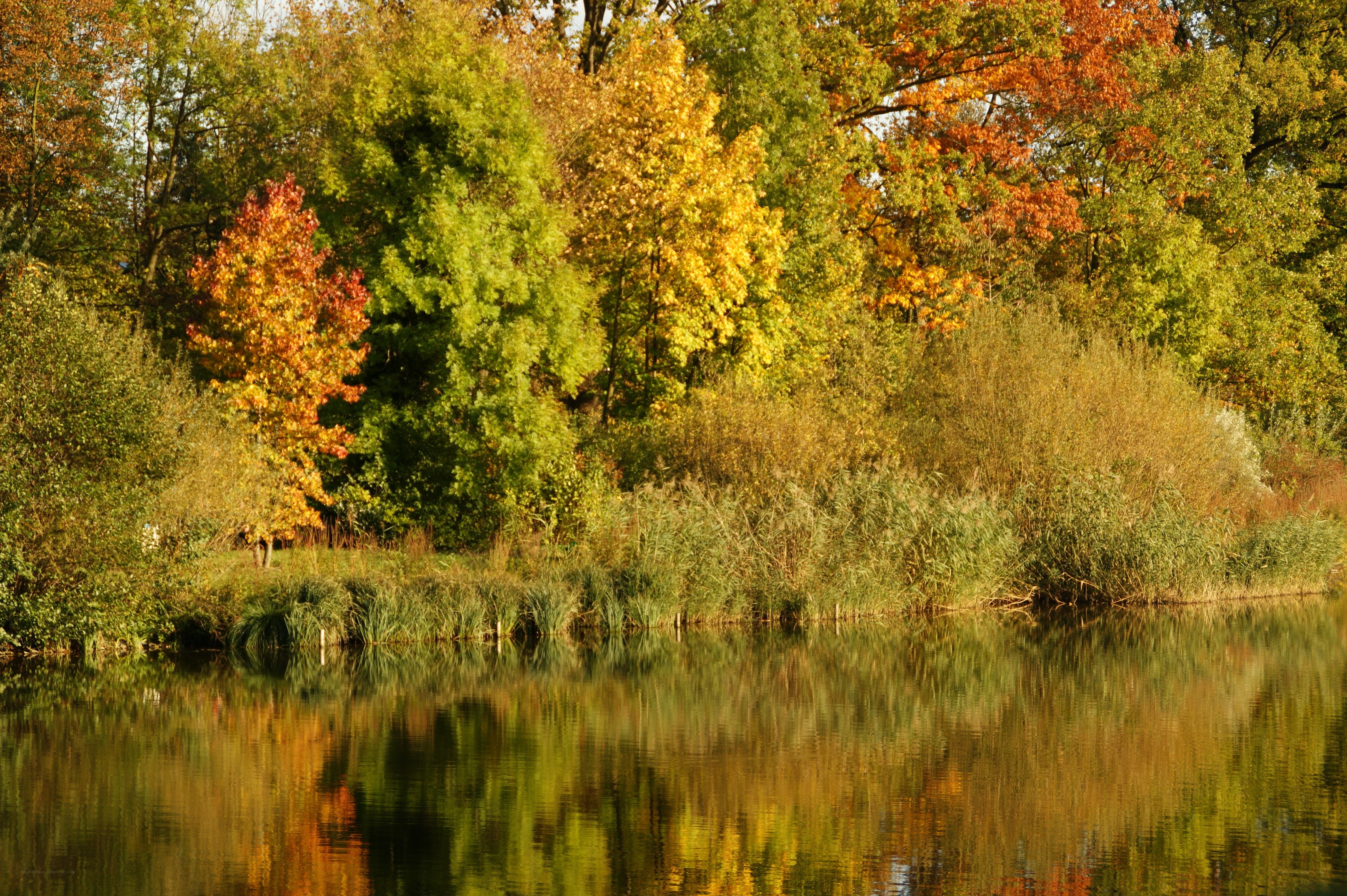 Autumn trees reflected in a lake