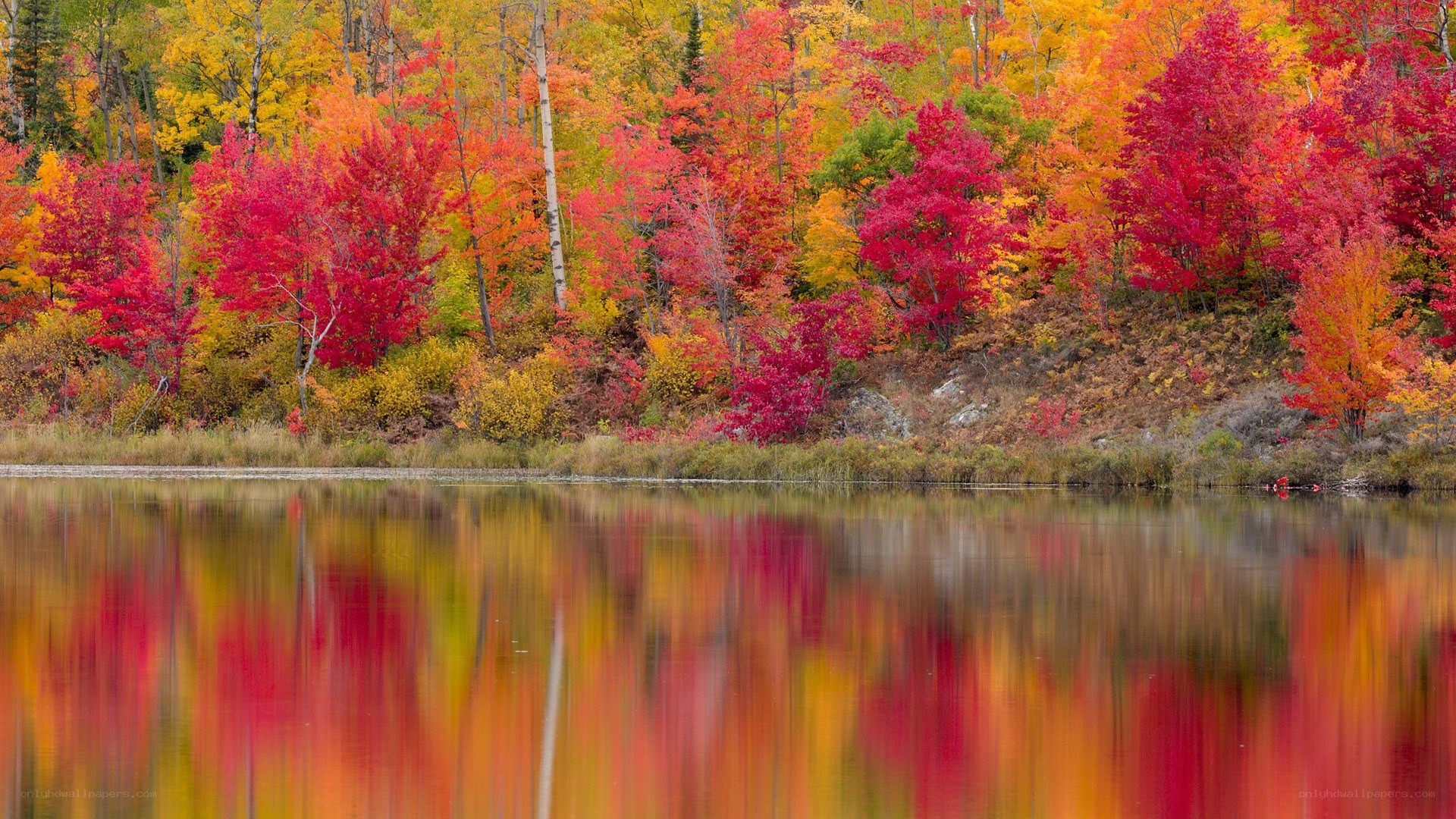 Autumn trees reflected in a lake