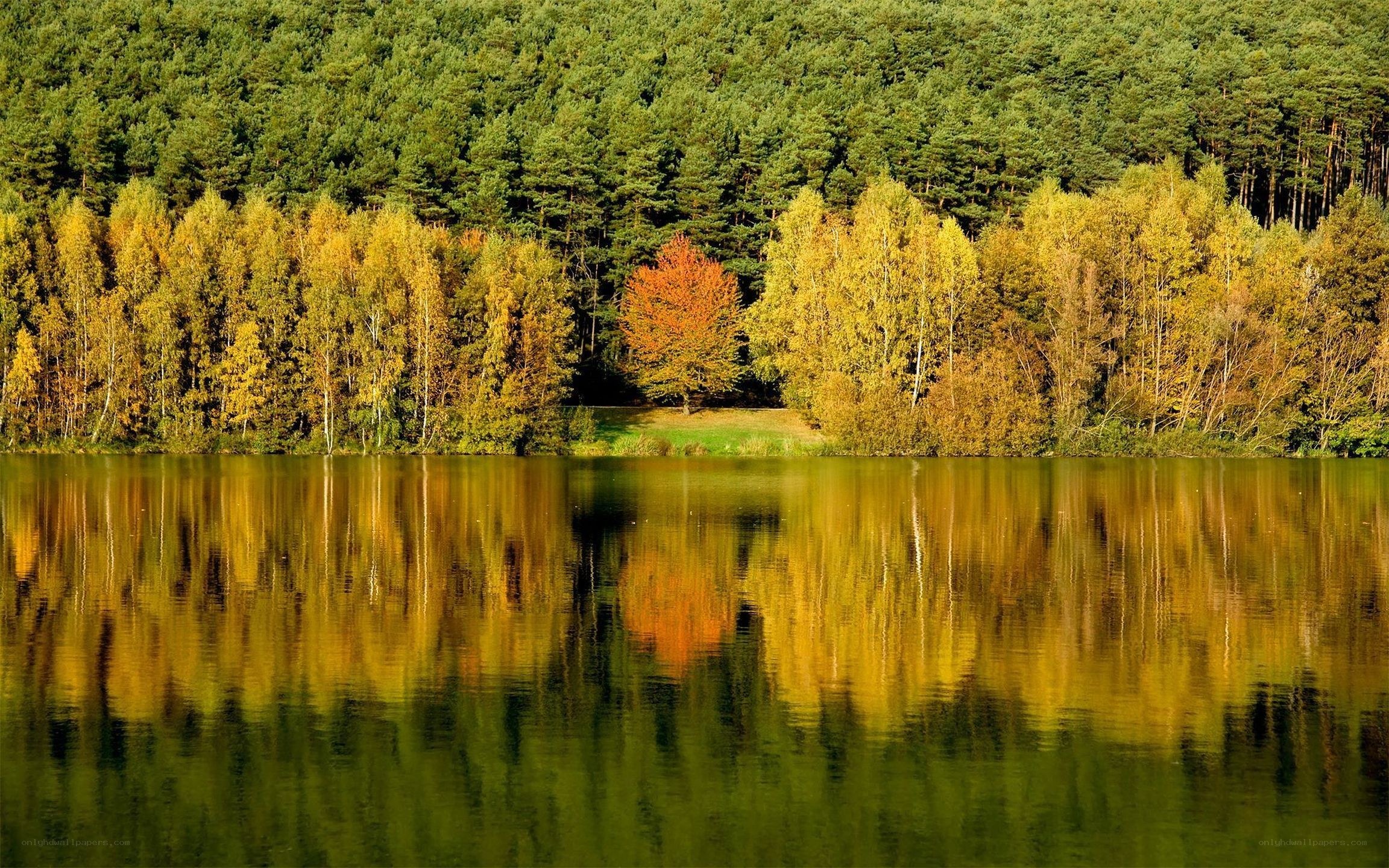 Autumn trees reflected in a lake