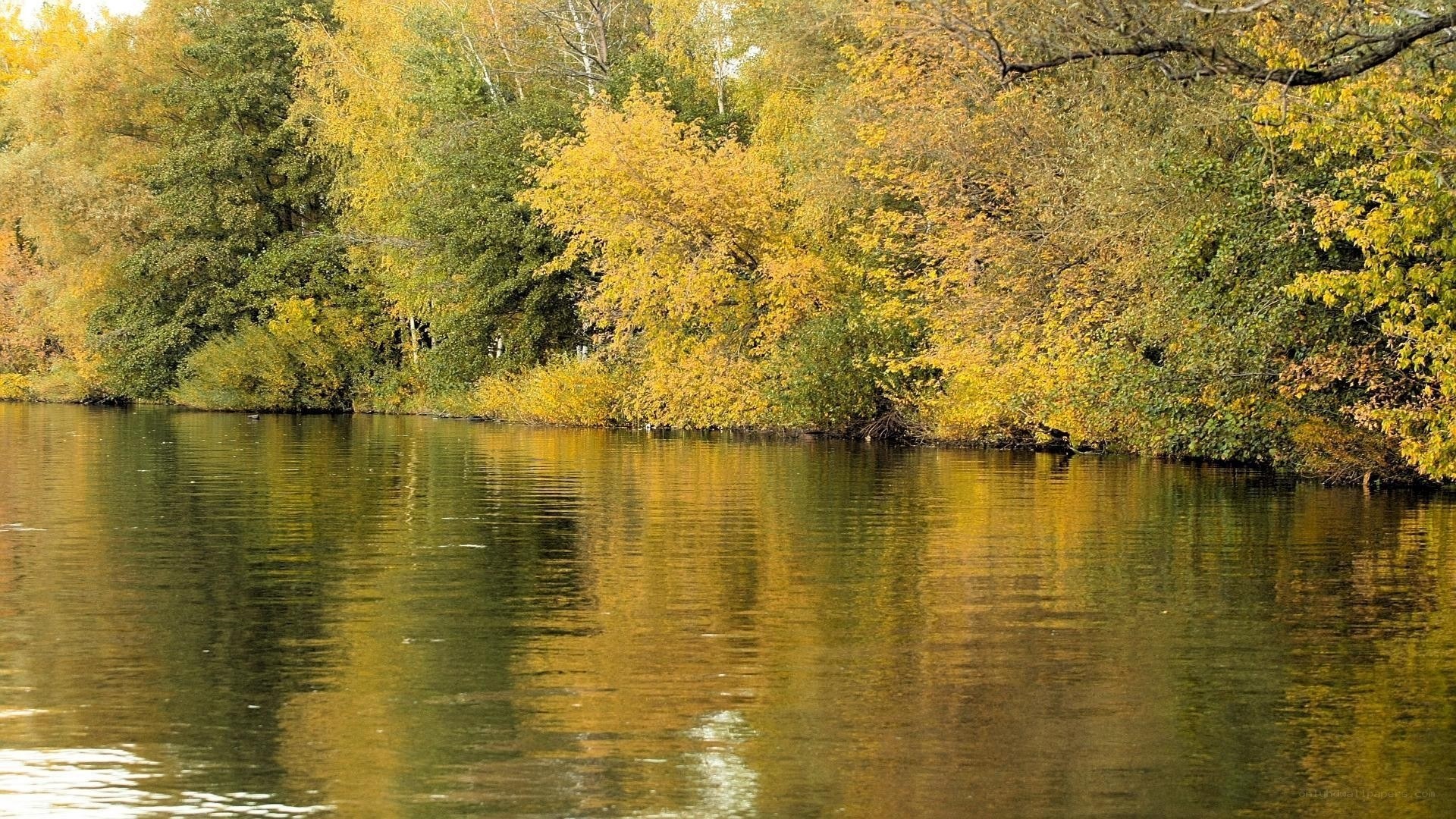 Autumn trees reflected in a lake