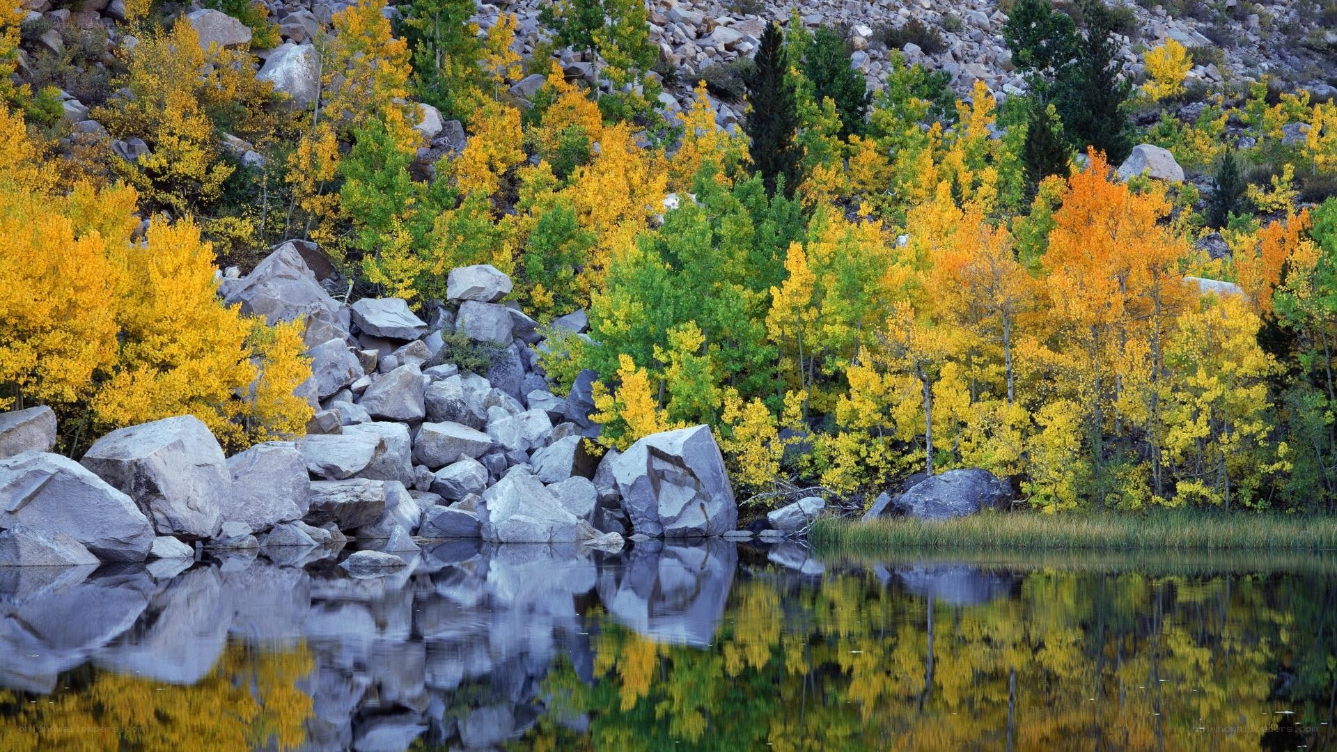 Autumn trees reflected in a lake