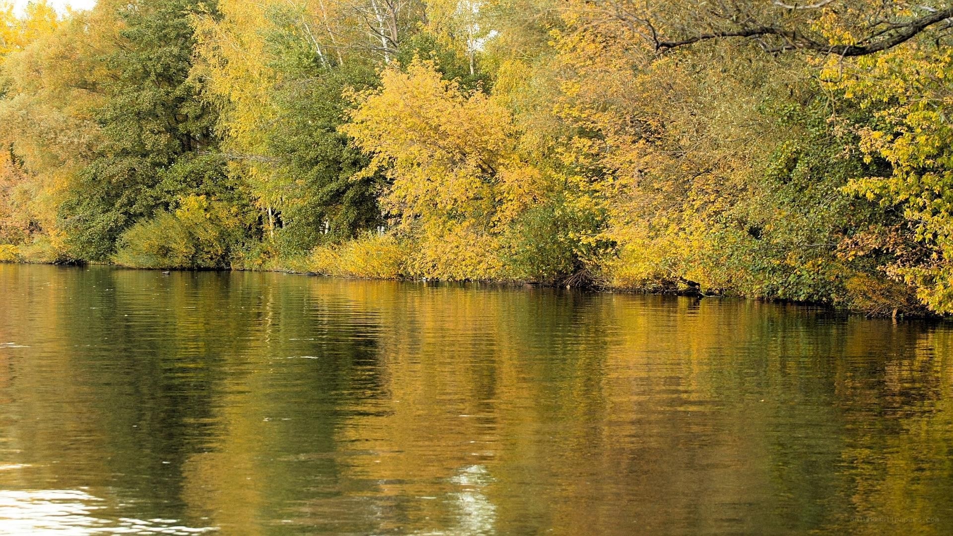 Autumn trees reflected in a lake