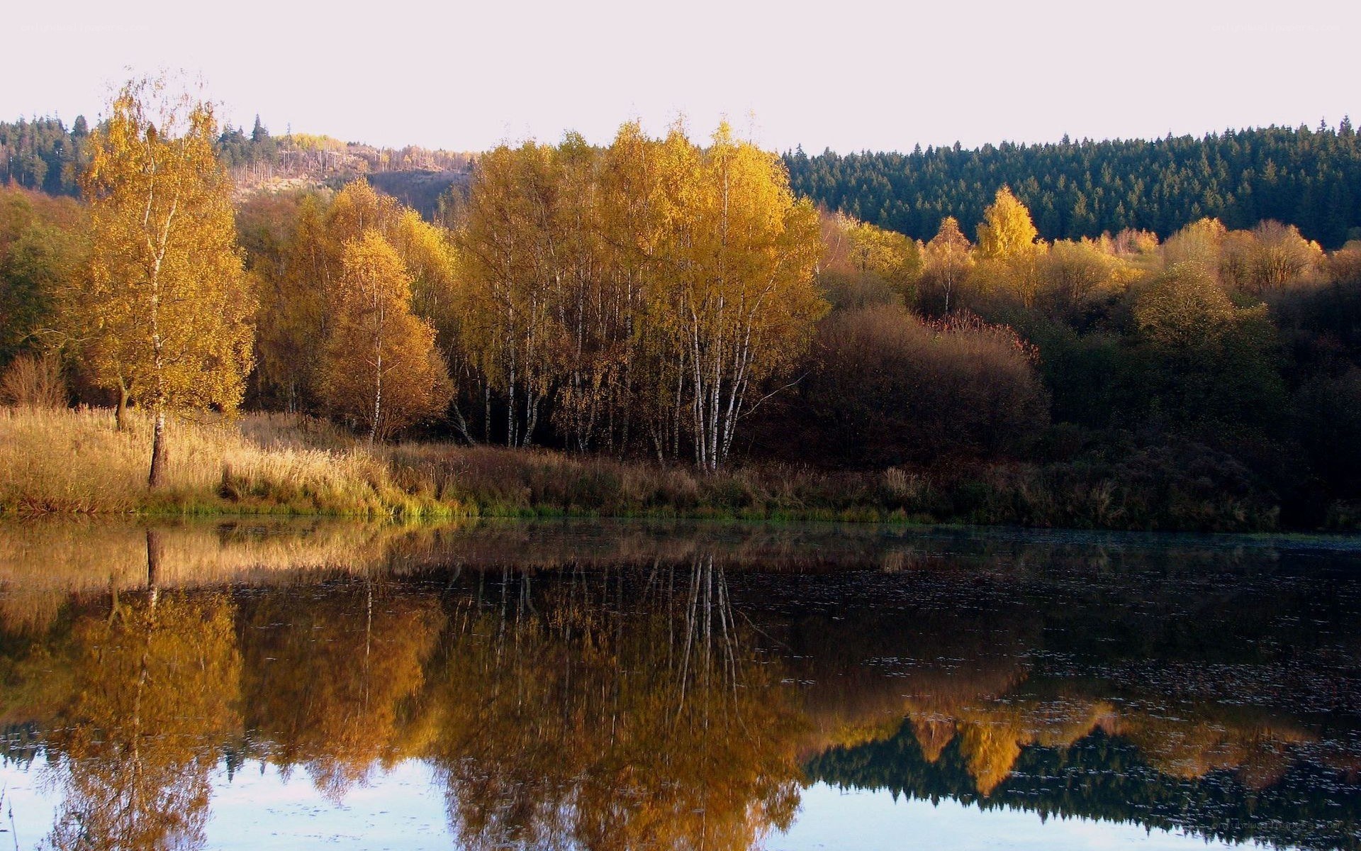 Autumn trees reflected in a lake