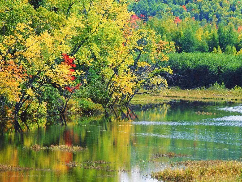Autumn trees reflected in a lake