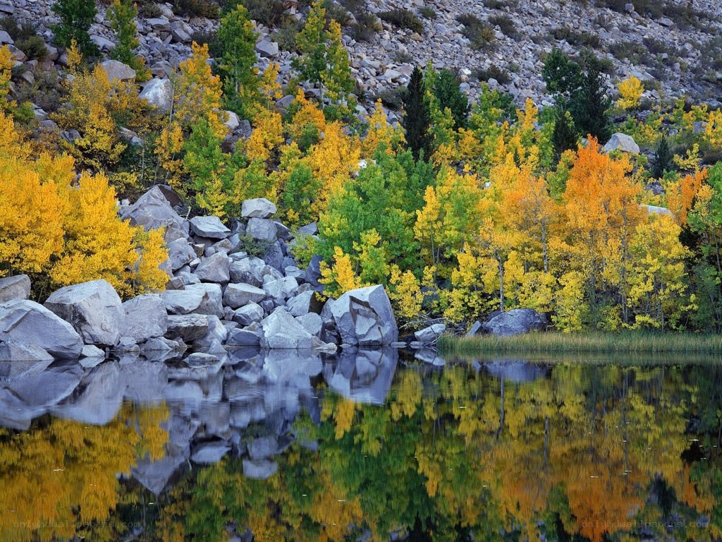 Autumn trees reflected in a lake