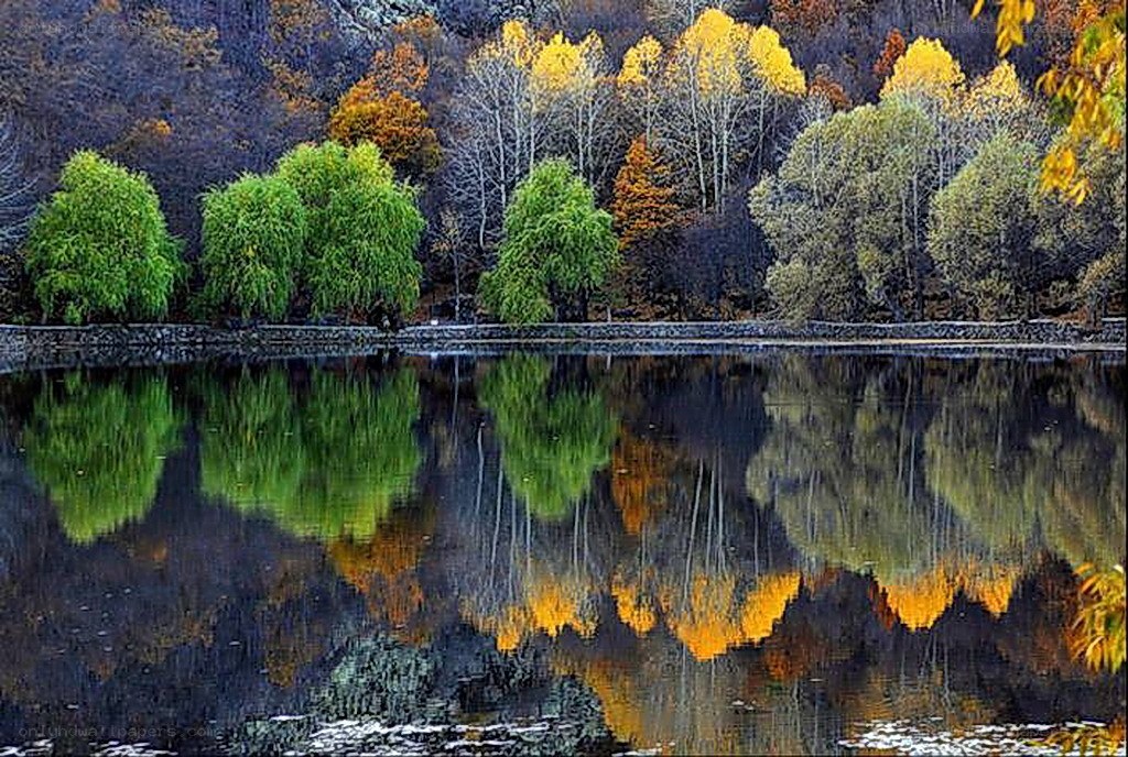 Autumn trees reflected in a lake