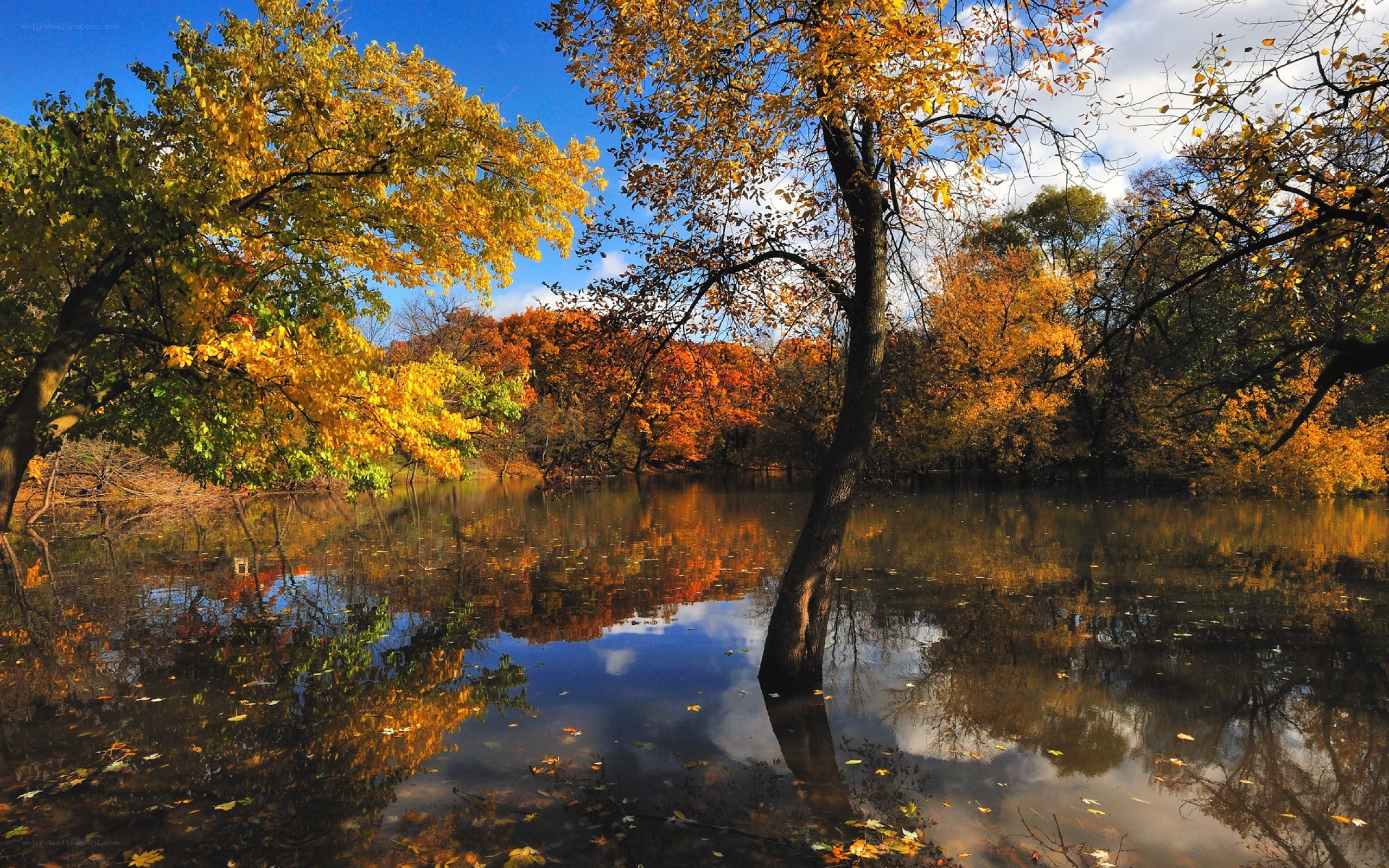 Autumn trees reflected in a pond