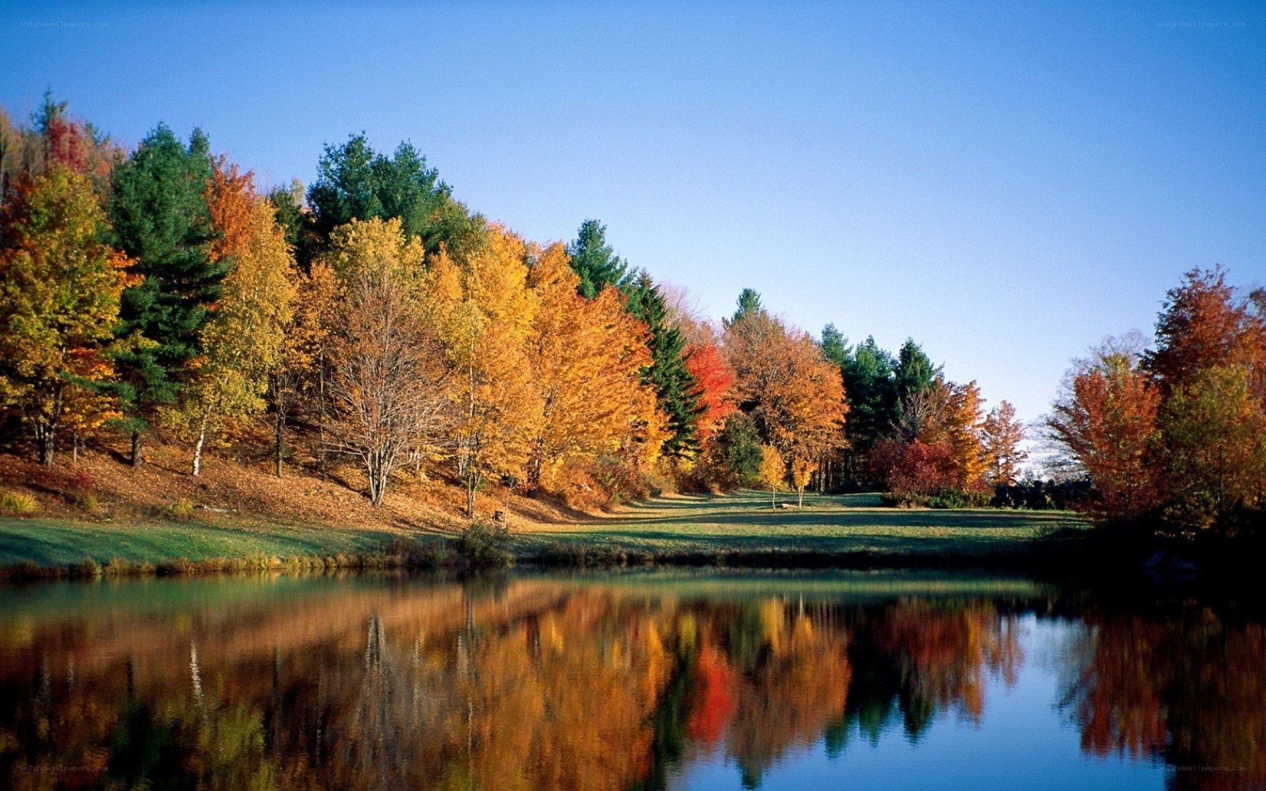Autumn trees reflected in a pond