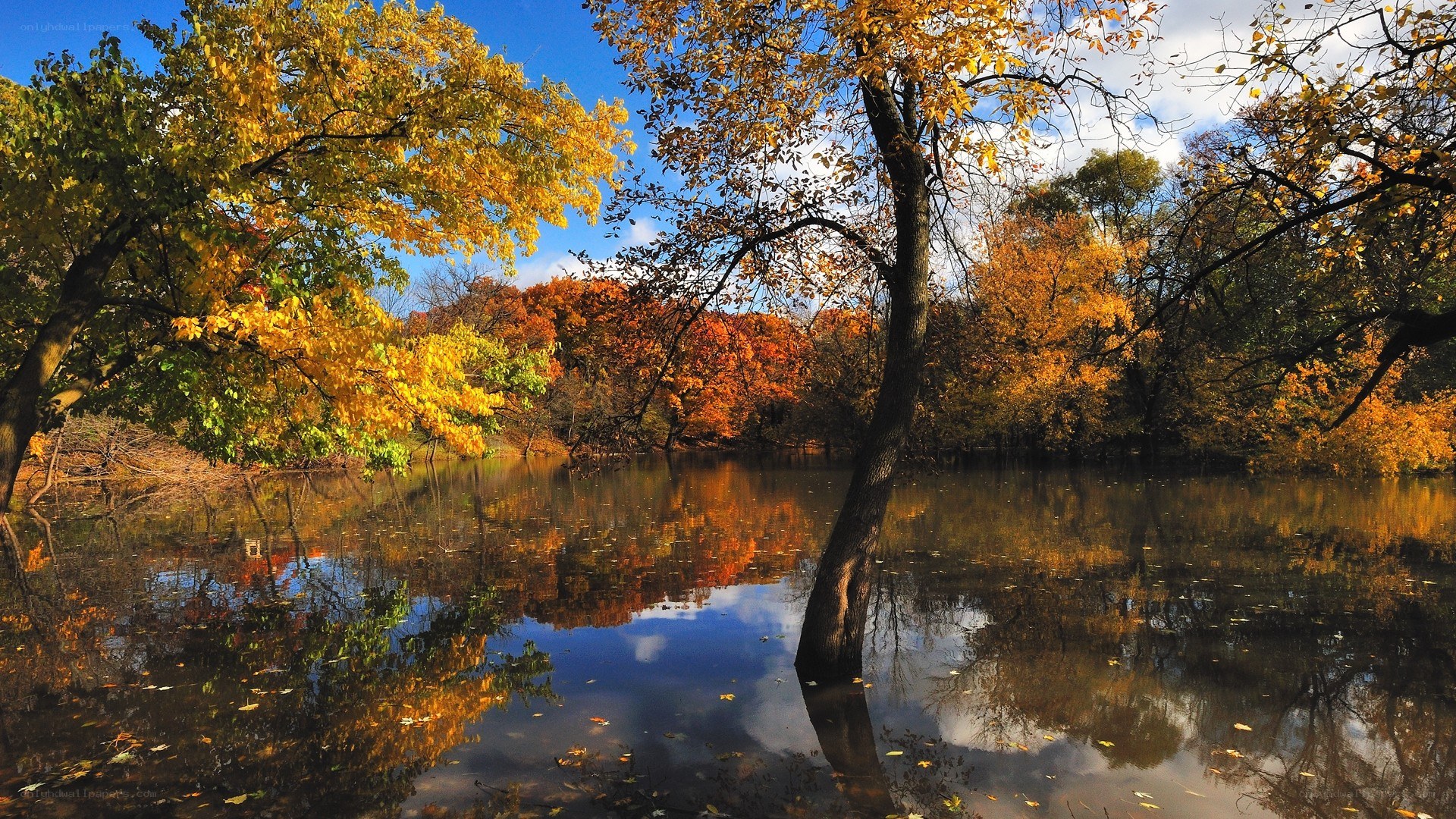 Autumn trees reflected in a pond