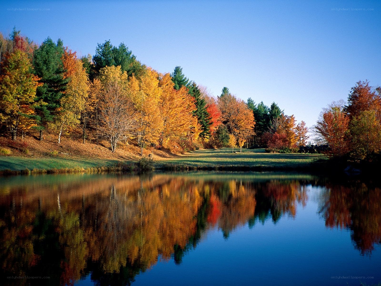 Autumn trees reflected in a pond