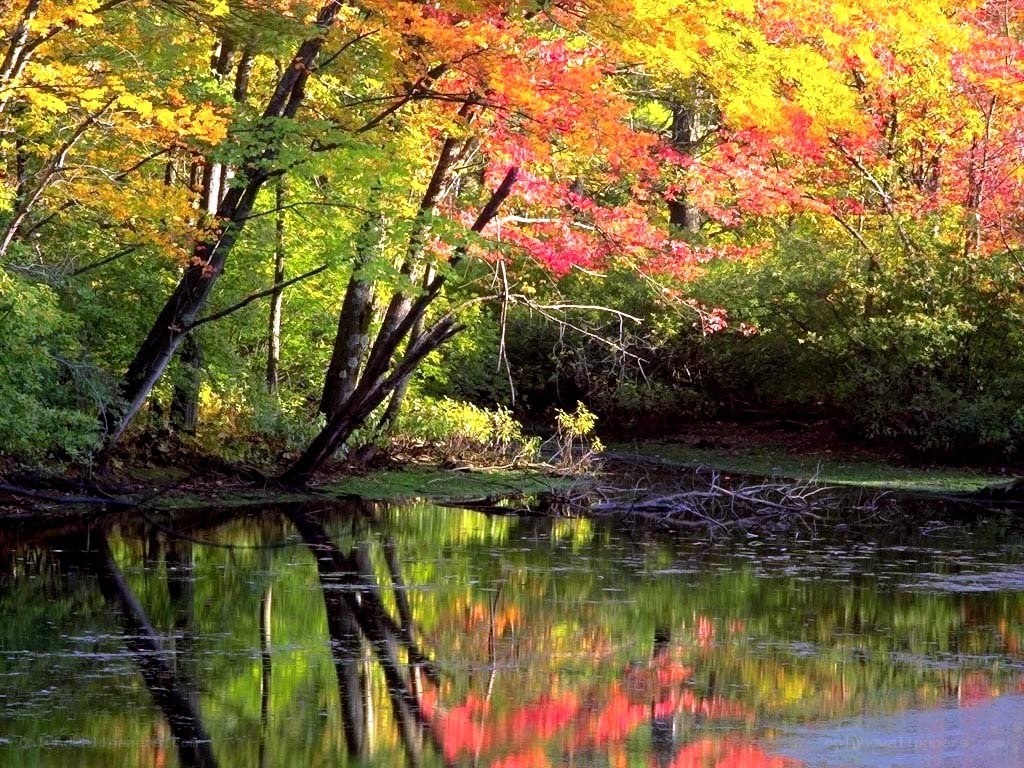 Autumn trees reflected in a pond