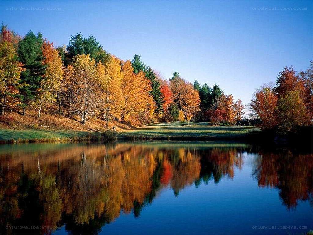 Autumn trees reflected in a pond