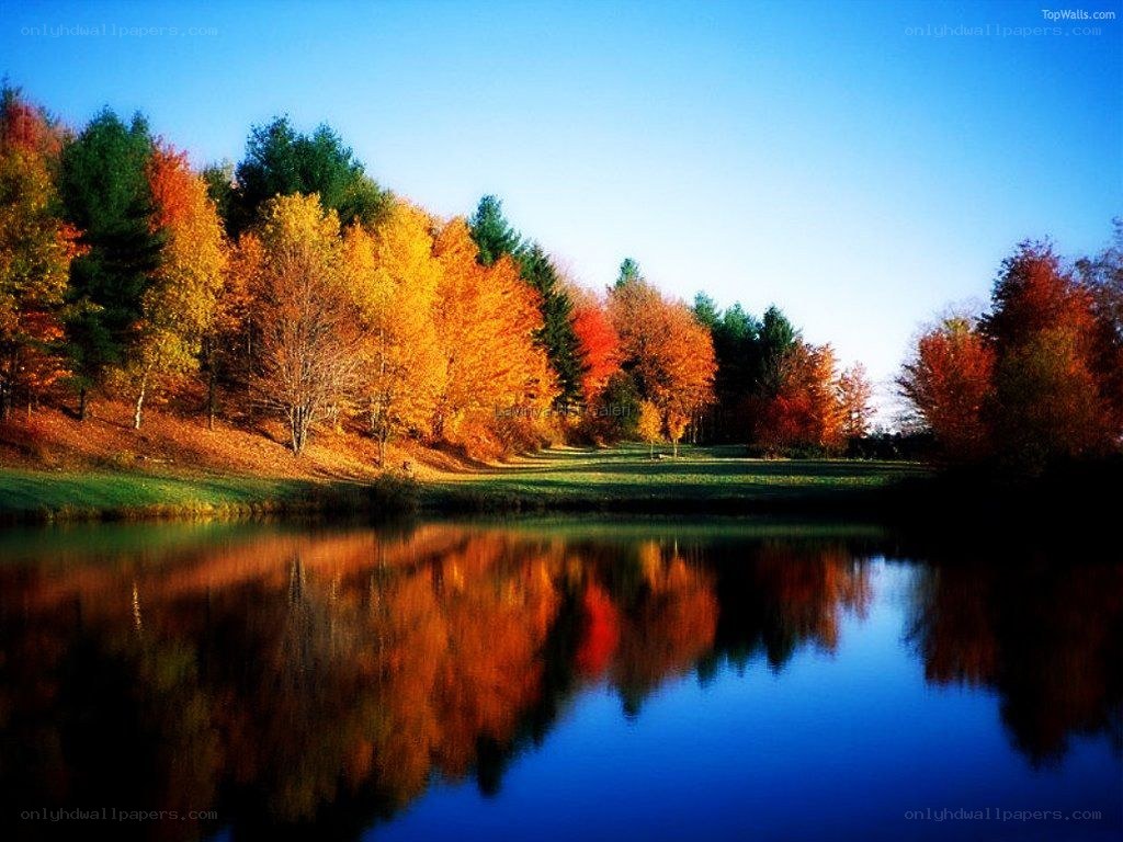 Autumn trees reflected in a pond