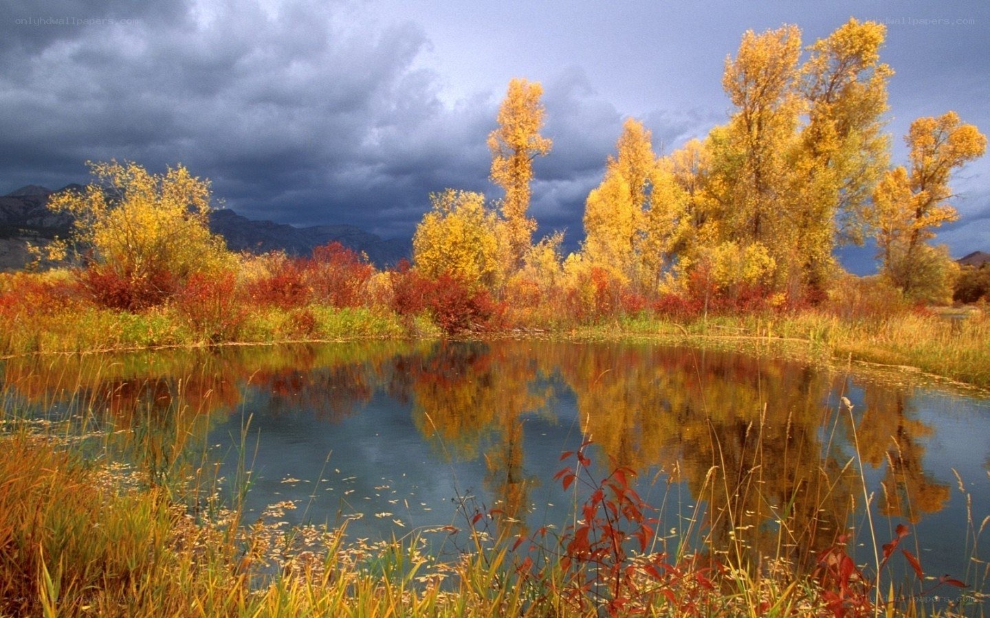 Autumn trees reflected in a pond