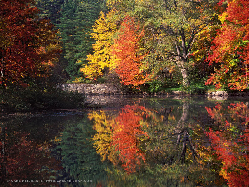 Autumn trees reflected in a pond
