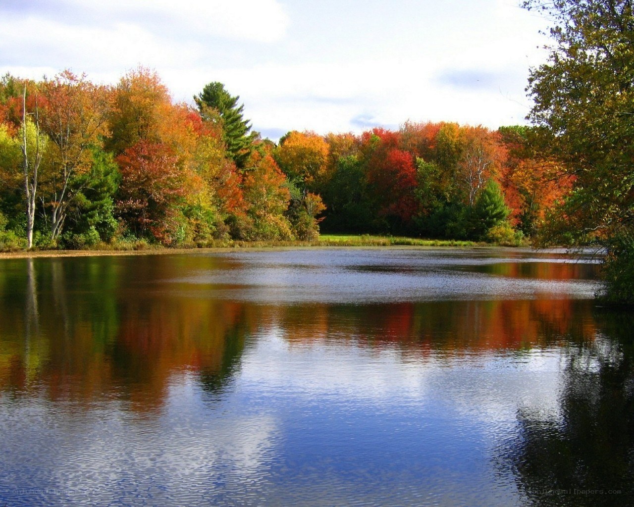 Autumn trees reflected in a pond