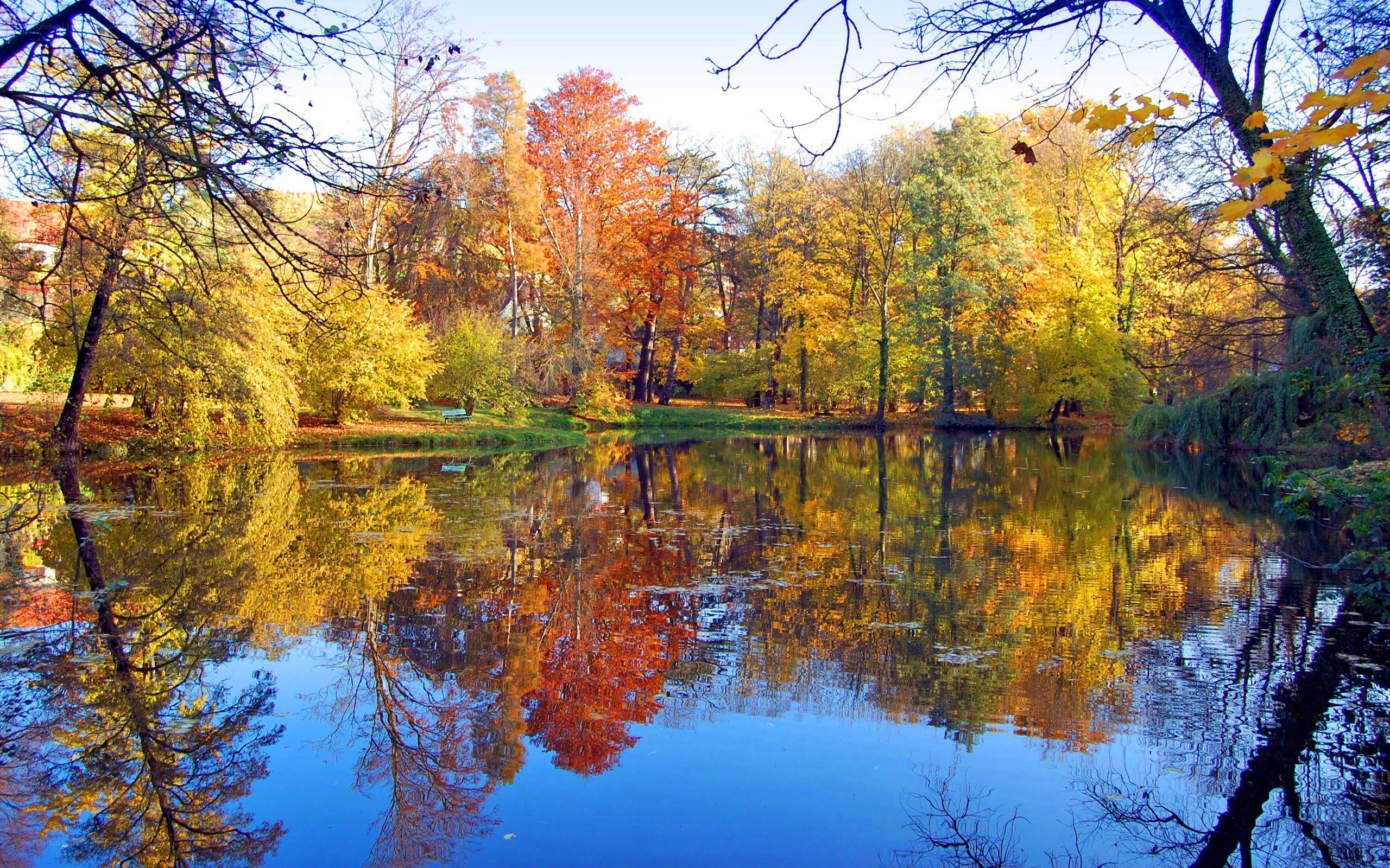 Autumn trees reflected in a pond