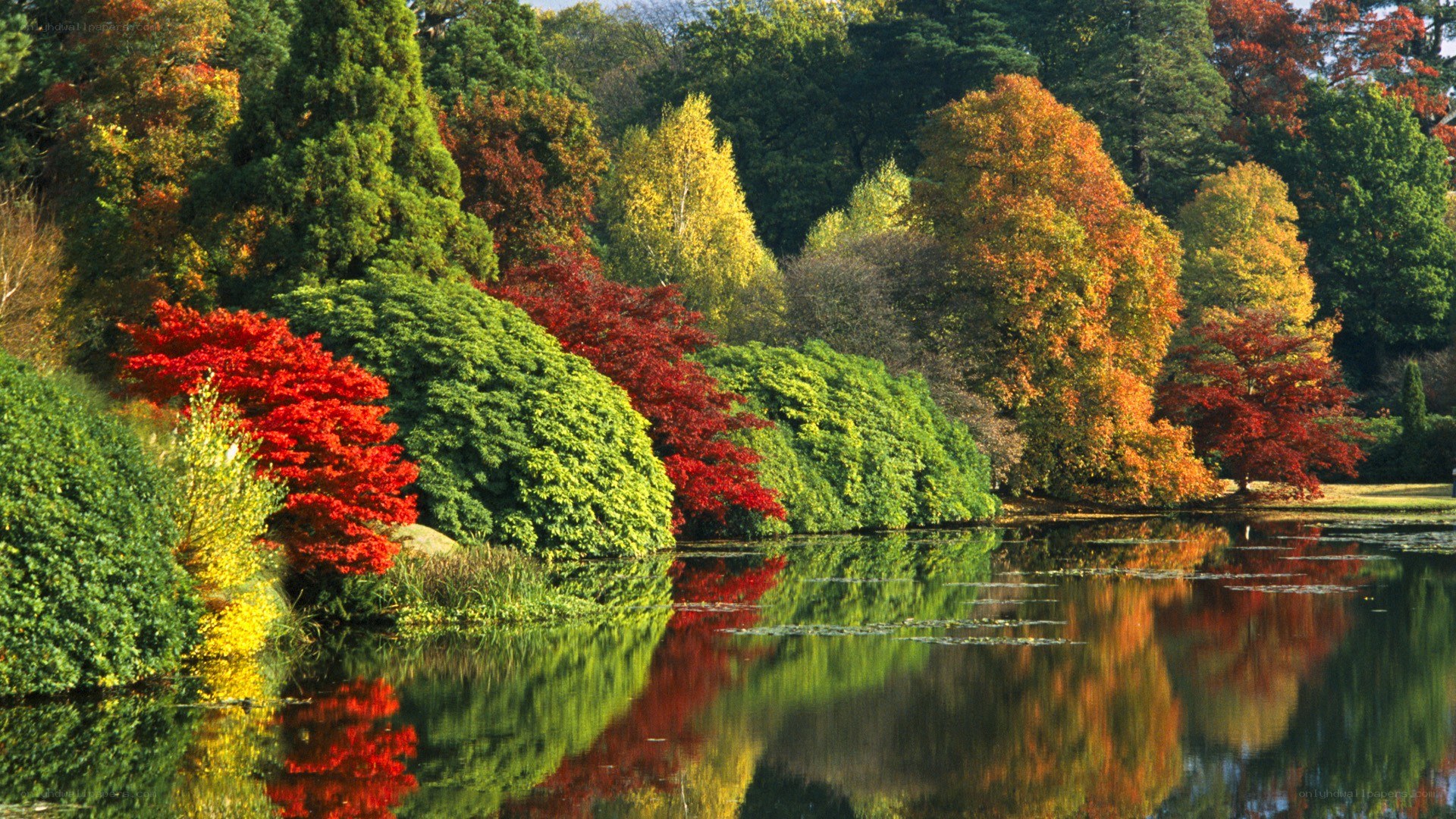 Autumn trees reflected in a pond