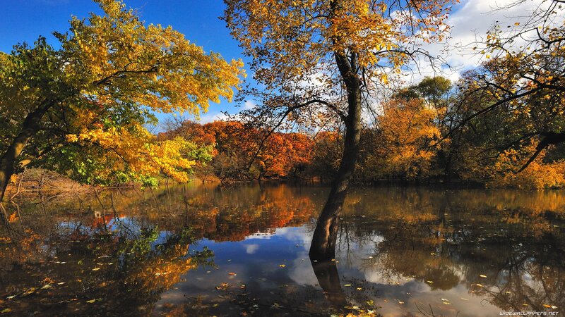Autumn trees reflected in a pond
