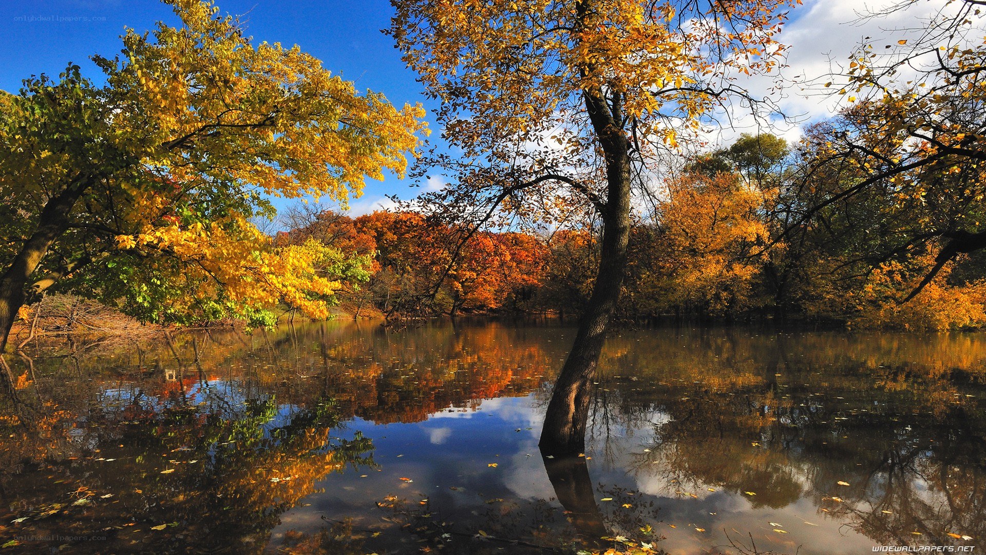 Autumn trees reflected in a pond