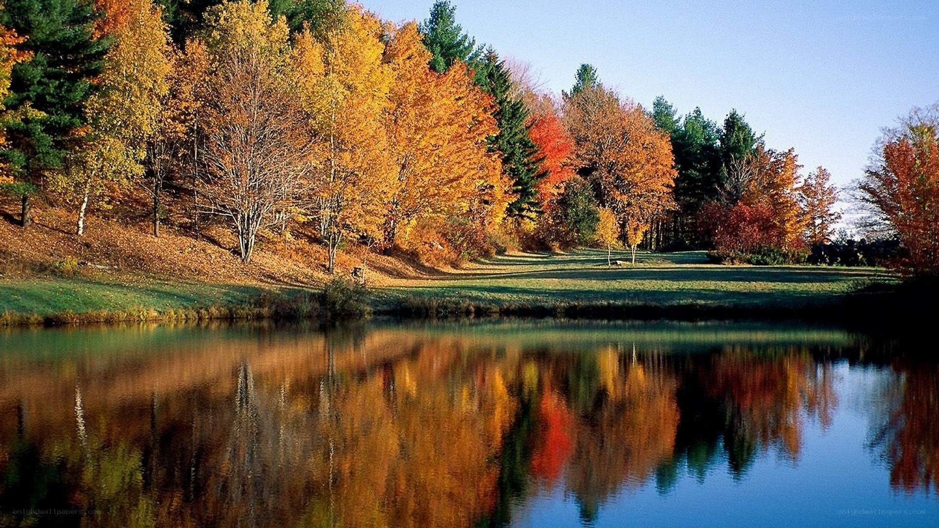 Autumn trees reflected in a pond