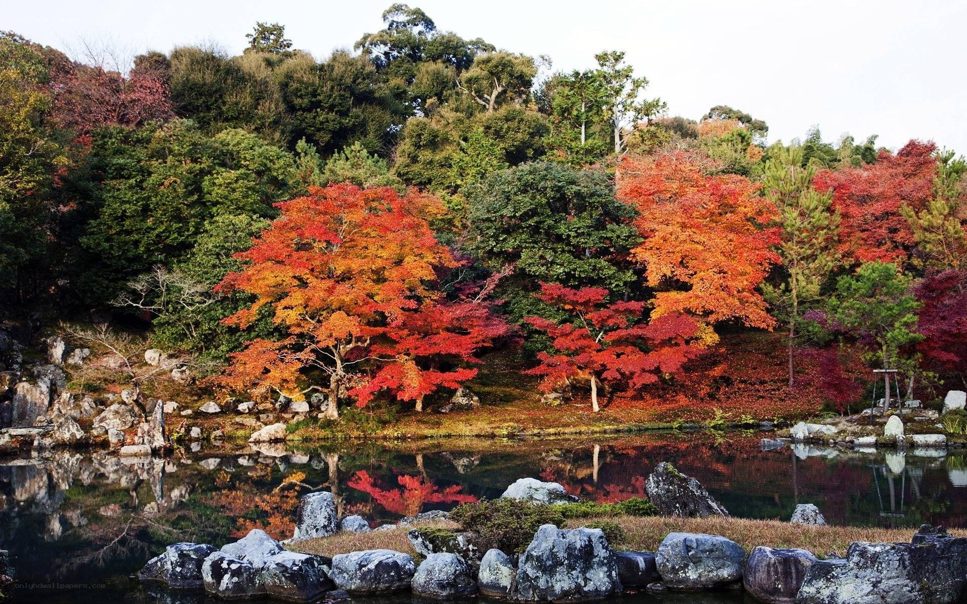 Autumn trees reflected in a pond
