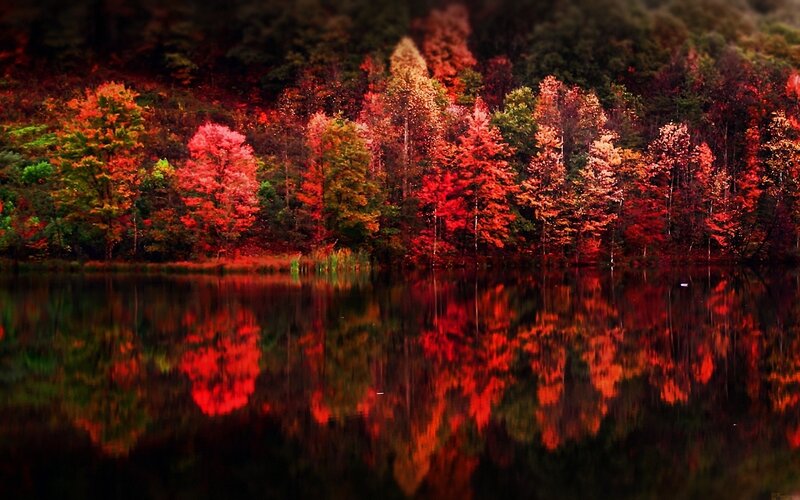 Autumn trees reflected in lake