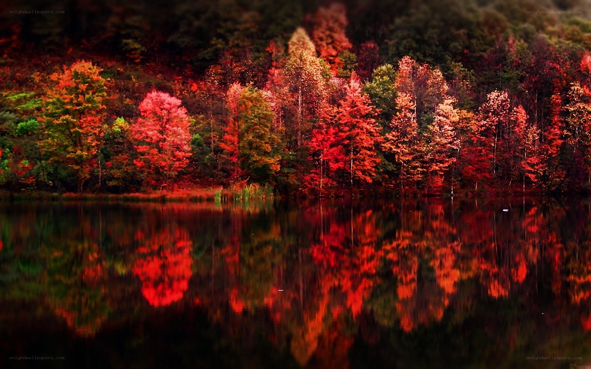 Autumn trees reflected in lake