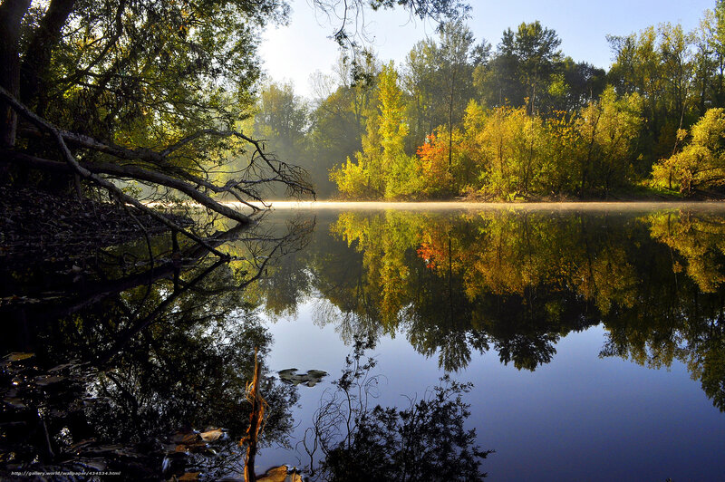 Autumn Trees Reflected in Lake — Green, Serene, Morning, Photograph, Mist