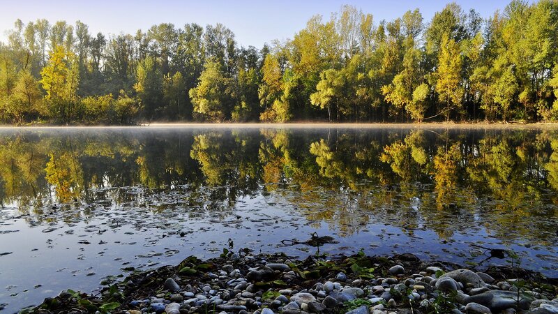 Autumn Trees Reflected in Lake — Green, Serene, Morning