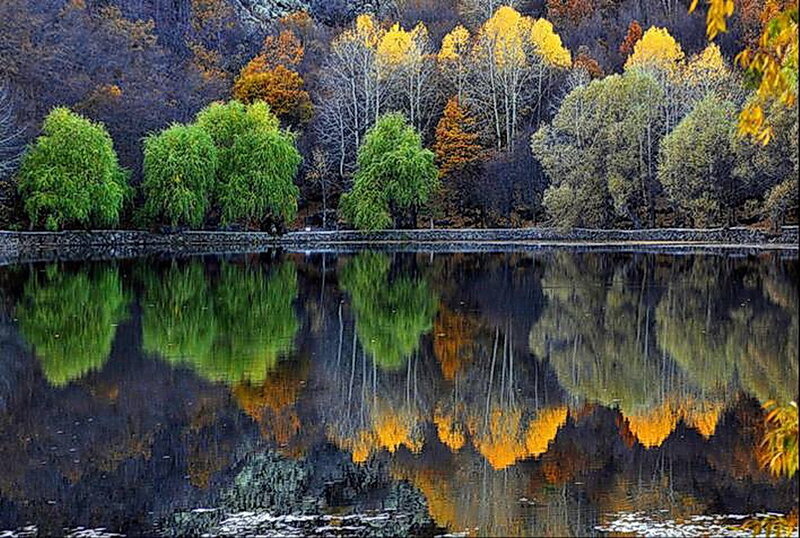 Autumn Trees Reflected in Lake — Green, Serene, Photograph, Reflection, Forest