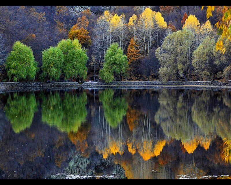 Autumn Trees Reflected in Lake — Green, Serene