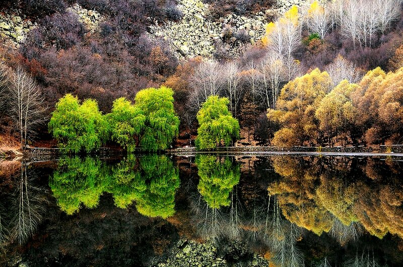 Autumn Trees Reflected in Lake — Green