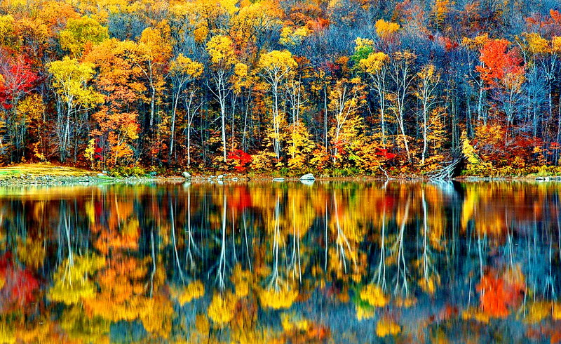 Autumn Trees Reflected in Lake — Yellow, Serene