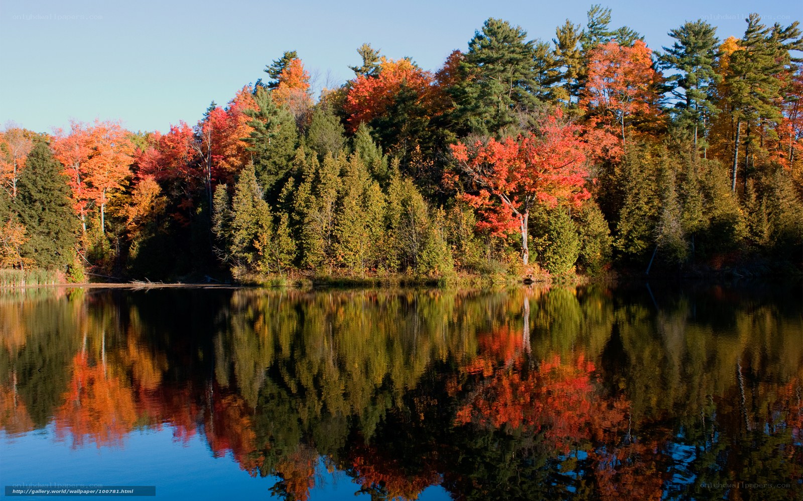 Autumn trees reflected in lake