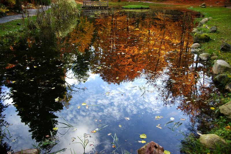 Autumn Trees Reflected in Pond — Blue