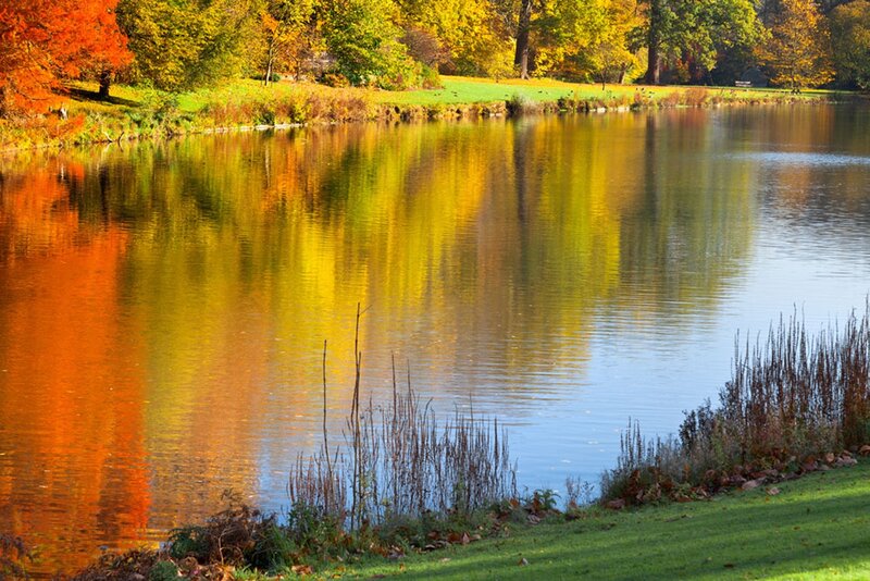 Autumn Trees Reflected in Pond — Orange, Serene, Photograph, Grass