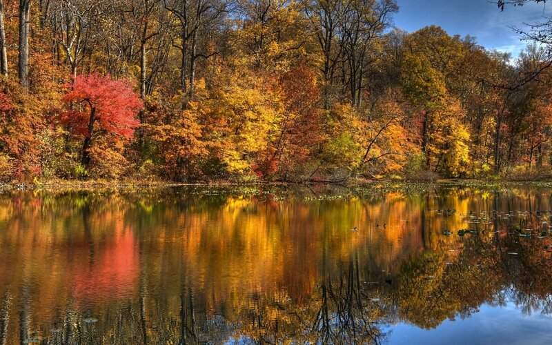 Autumn Trees Reflected in Pond — Orange, Serene, Photograph, Sky