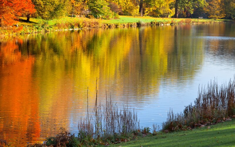 Autumn Trees Reflected in Pond — Orange, Serene, Photograph
