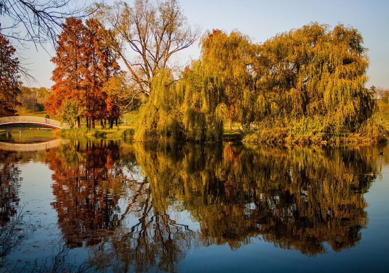 Autumn Trees Reflected in Pond — Orange, Serene