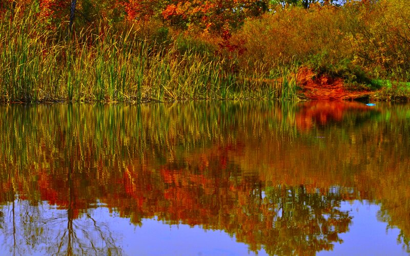 Autumn Trees Reflected in Pond — Orange