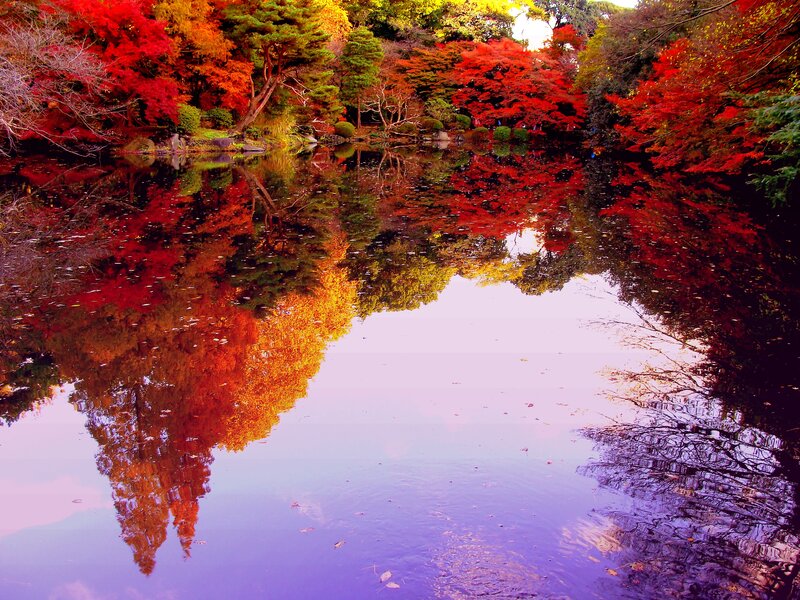 Autumn Trees Reflected in Pond — Red, Serene