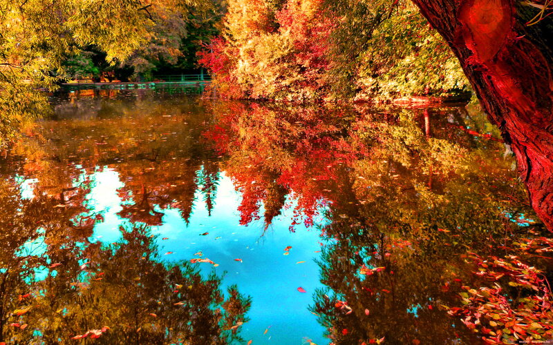 Autumn Trees Reflected in Pond — Red