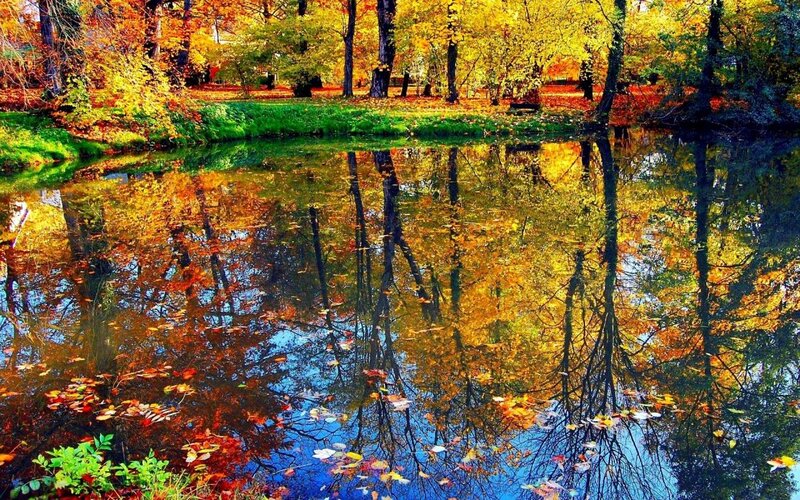 Autumn Trees Reflected in Pond — Yellow