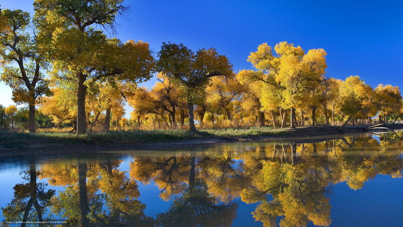 Autumn trees reflected in river