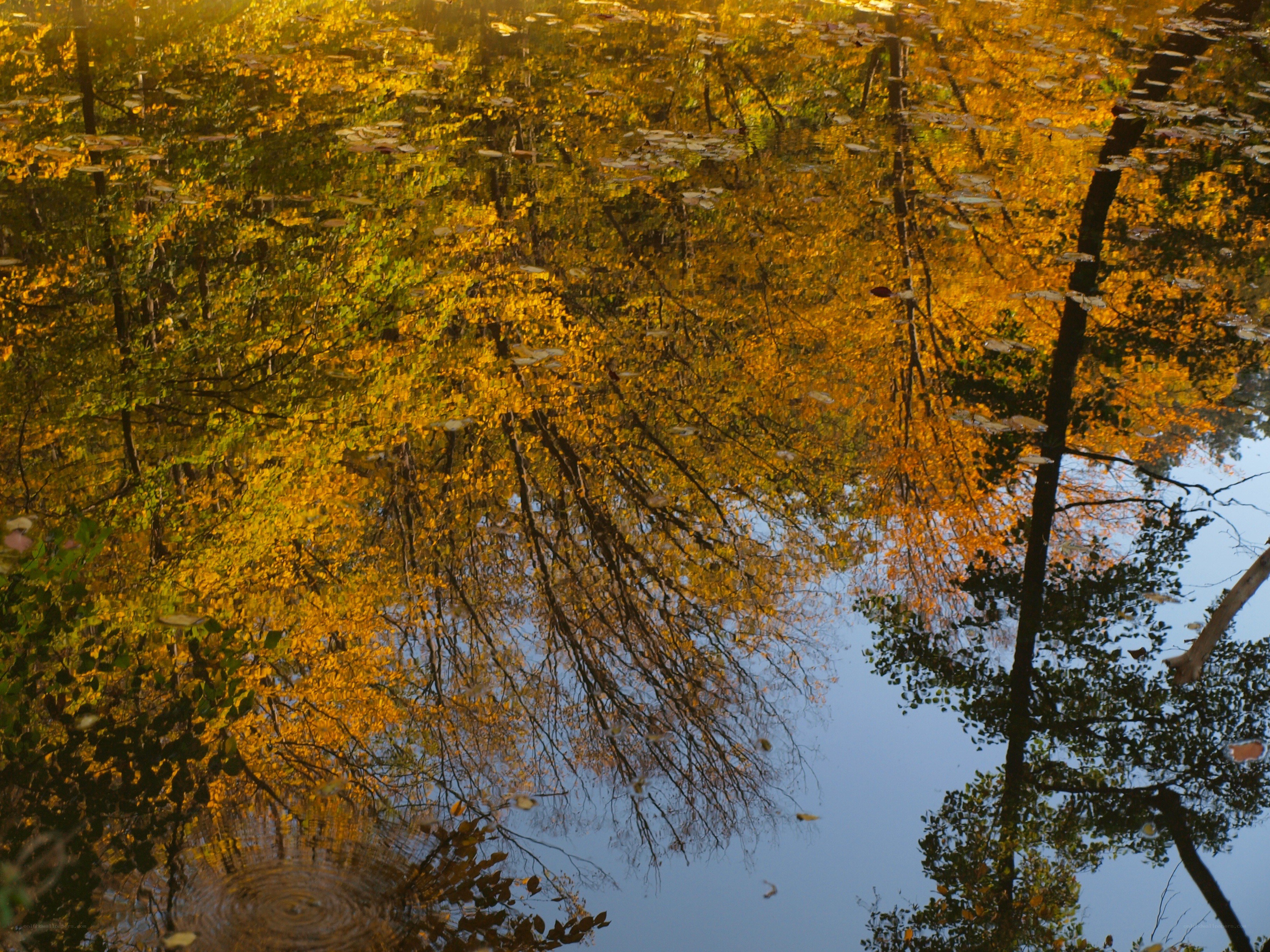 Autumn trees reflected in water